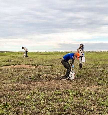 Field representatives with Defenders and HSUS apply Delta dust to prairie dog burrows to protect against plague